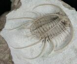 Boedaspis-trilobite1